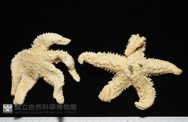 未知種海盤車藏品圖，第1張