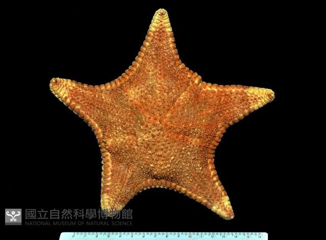 糙五角海星藏品圖，第1張