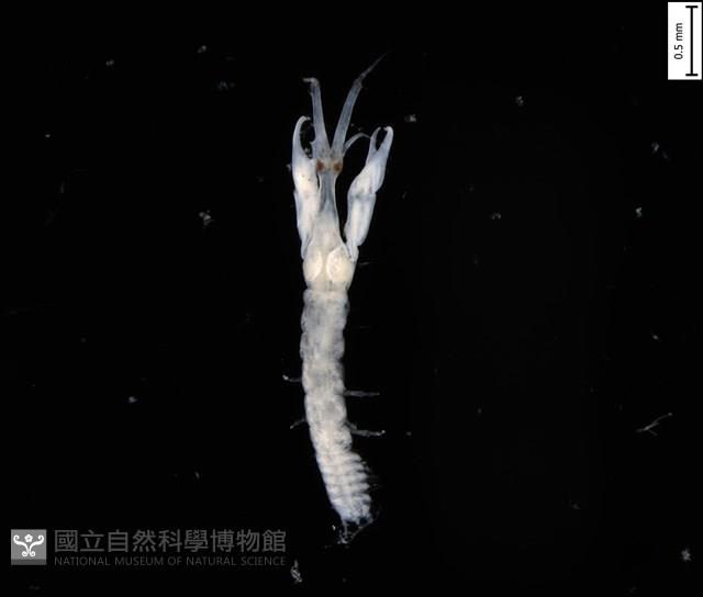 刻印擬島原足蟲藏品圖，第1張
