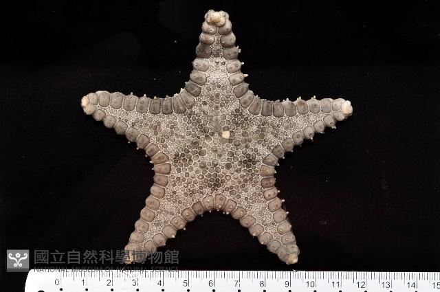 玉緣棘角海星(紫氏麗海星)藏品圖，第1張