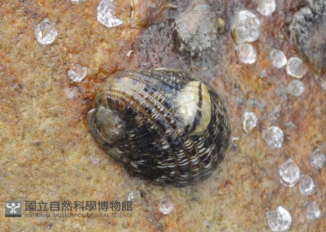 漁舟蜑螺藏品圖，第1張