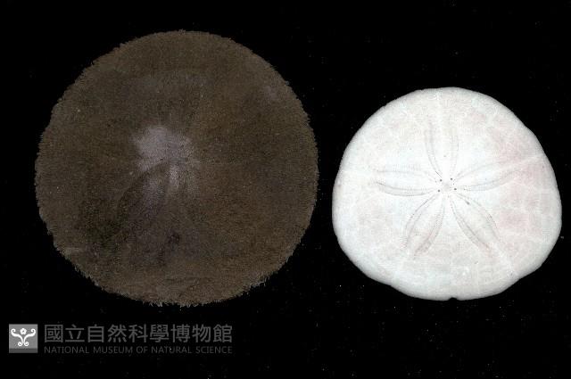 盾形網溝海膽藏品圖，第1張