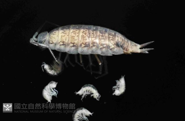 未知種等足類藏品圖，第1張