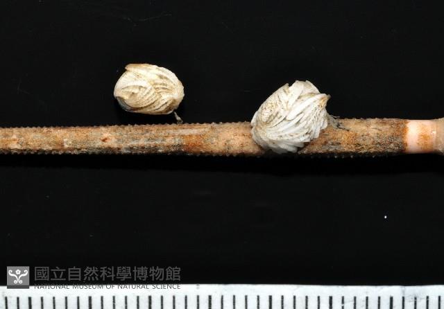 貝雕吻花籠藏品圖，第1張