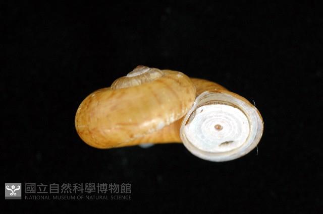 闊唇臺灣山蝸牛藏品圖，第1張