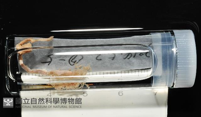 梧棲搓蟄蟲藏品圖，第1張