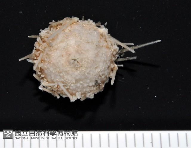 未知種深海皇冠海膽藏品圖，第1張