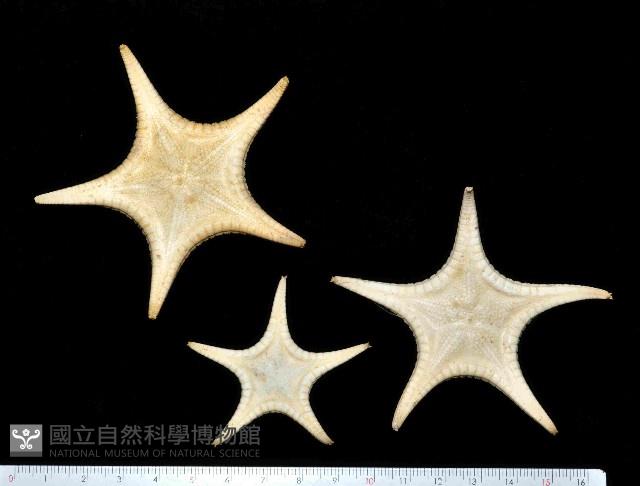 細(窄)花海星藏品圖，第1張