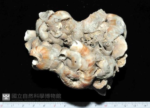 大蛇螺藏品圖，第1張