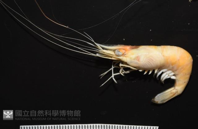 澳洲(南海)沼蝦藏品圖，第1張