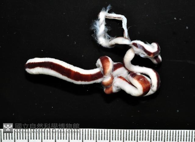 曙光無溝紐蟲藏品圖，第1張