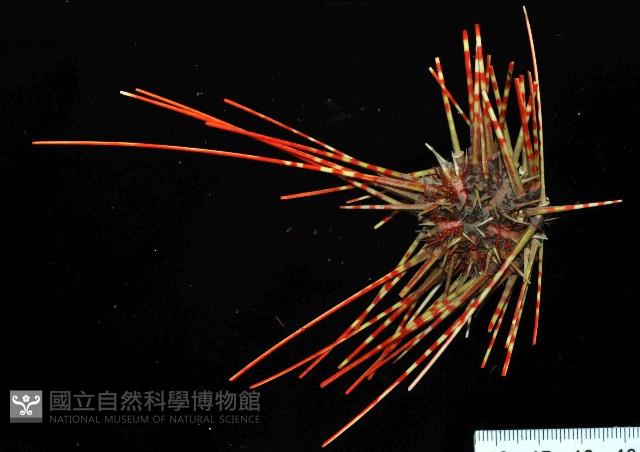 浪腔海膽(波紋腔海膽)藏品圖，第1張