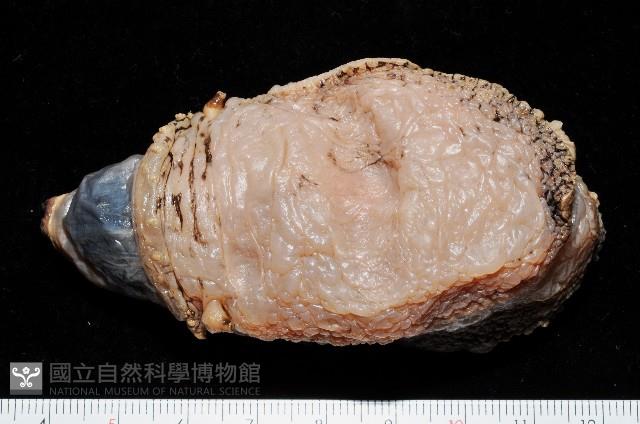未知種側鰓藏品圖，第1張