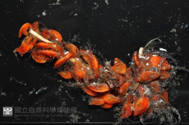 直板茗荷藏品圖，第1張