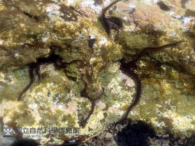 蜈蚣櫛蛇尾藏品圖，第1張