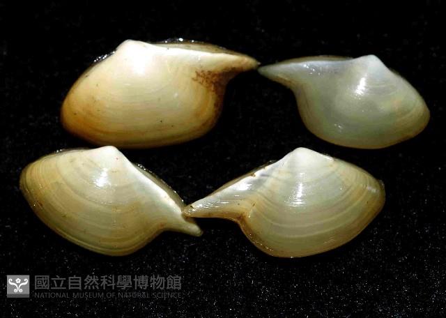 深淵馬刺蛤藏品圖，第1張
