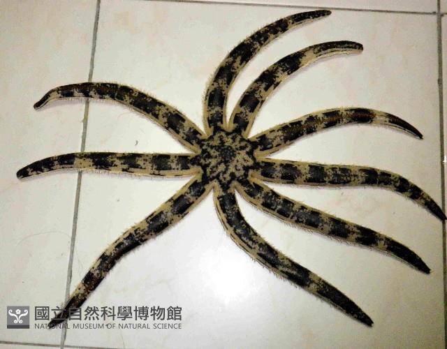 斑砂海星藏品圖，第1張