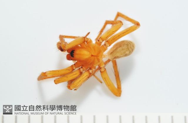長亞隙蛛藏品圖，第1張