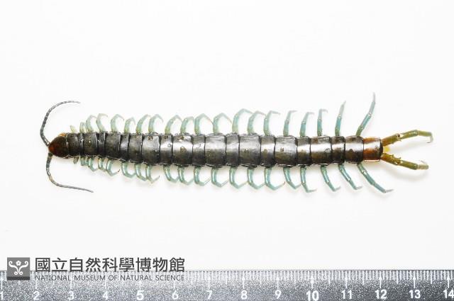 日本巨蜈蚣藏品圖，第1張