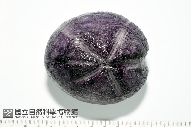 中華釜海膽藏品圖，第1張