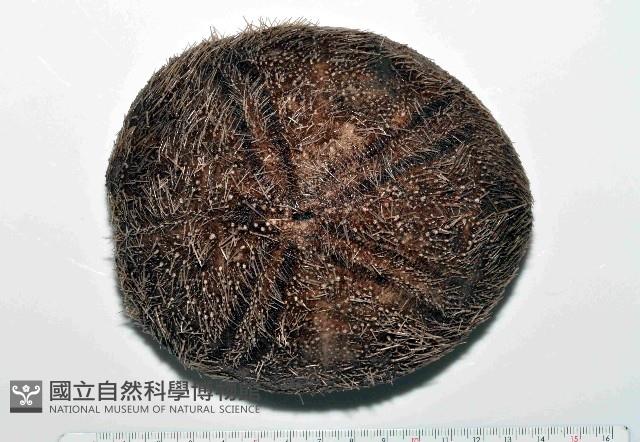 易碎脆心形海膽藏品圖，第1張