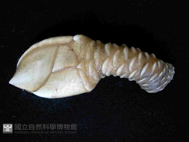 小甲小鎧茗荷藏品圖，第1張