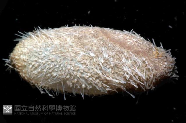 未知種汽海膽藏品圖，第1張