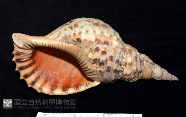 大法螺藏品圖，第1張