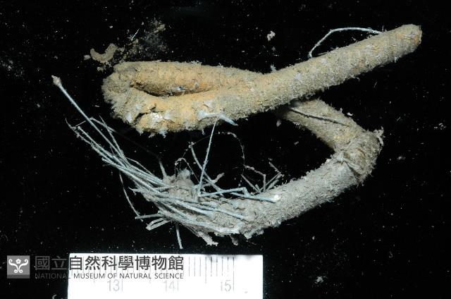 刺管薩歐蟲藏品圖，第1張