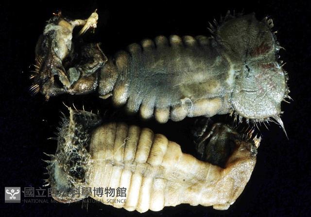 不倒翁蟲藏品圖，第1張