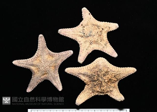 未知種花瘤海星 sp. 01藏品圖，第1張