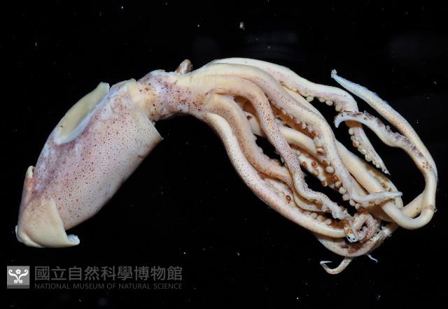 龍氏爪魷魚藏品圖，第1張