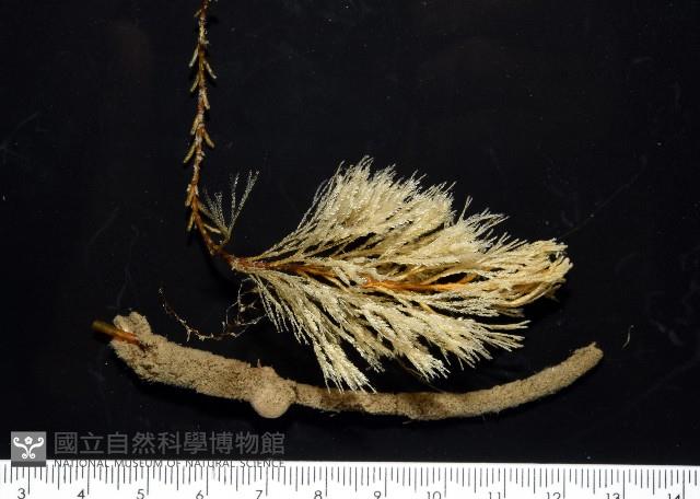 未知種苔蘚蟲藏品圖，第1張