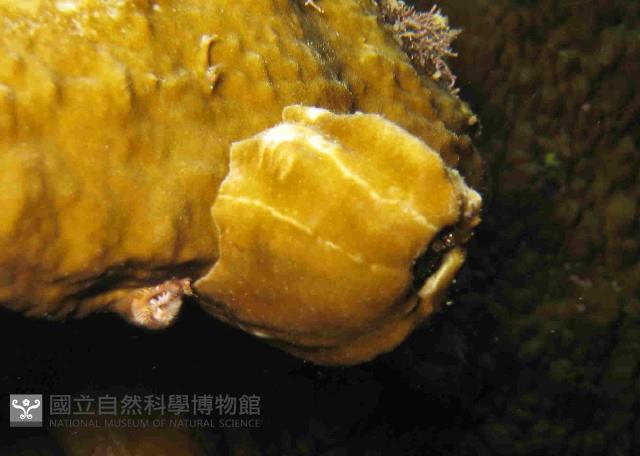 亞傑巨藤壺藏品圖，第1張