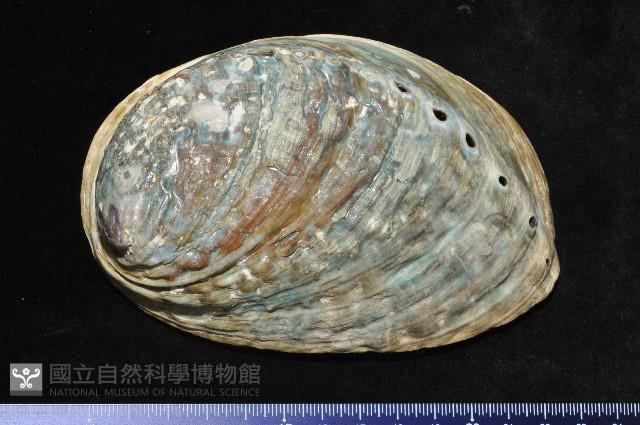 紐西蘭鮑螺藏品圖，第1張