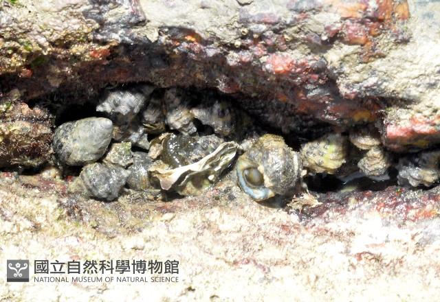 蚵岩螺藏品圖，第1張