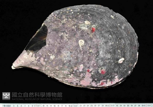 黑旗江珧蛤藏品圖，第1張