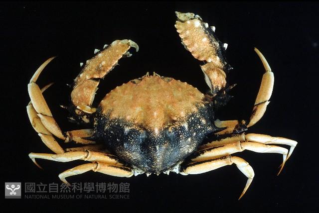 短刺筐形蟹藏品圖，第1張