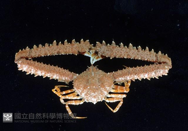 長手菱蟹藏品圖，第1張