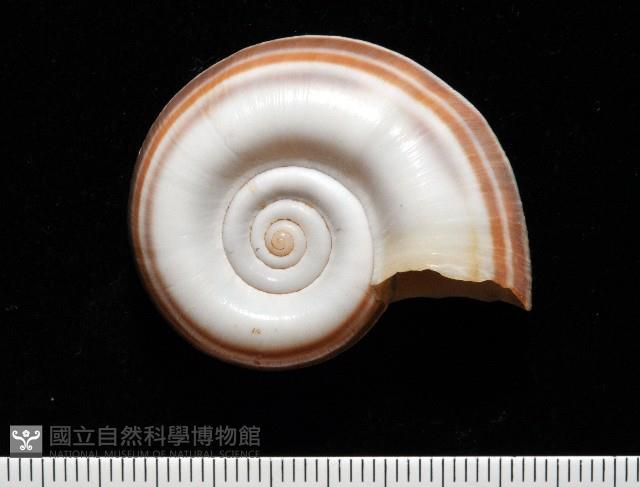 登錄號:006178-00048藏品圖，第1張