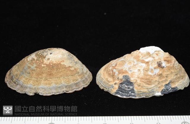 南極笠螺藏品圖，第1張