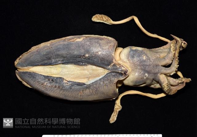 金烏賊藏品圖，第1張