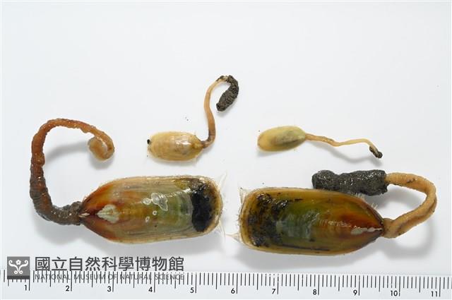 亞氏海豆芽藏品圖，第1張