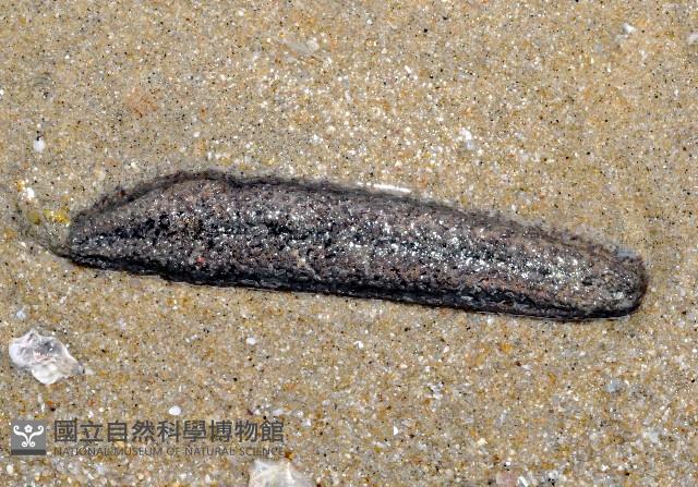模式輻瓜參藏品圖，第1張