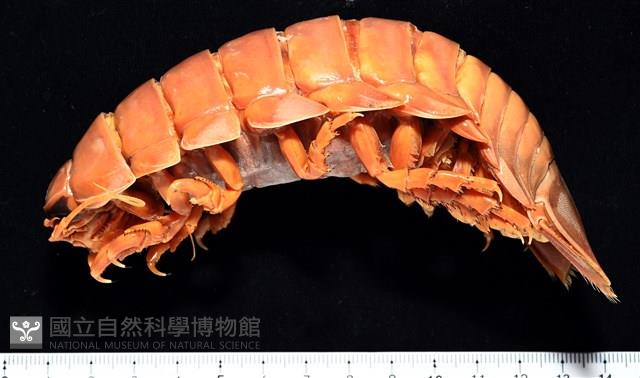 道氏深水虱藏品圖，第1張