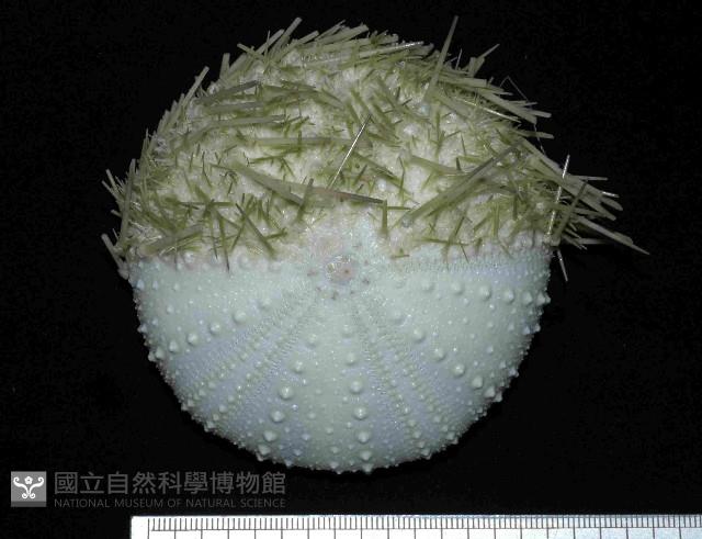 武裝月神海膽藏品圖，第1張