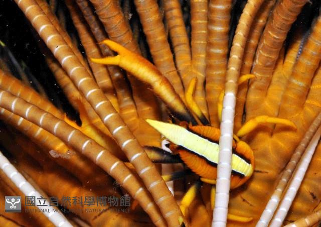 美麗異鎧蝦藏品圖，第1張