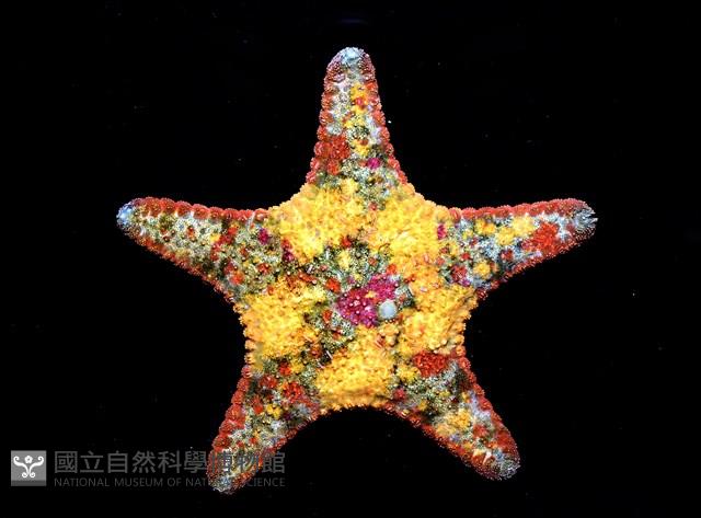 未知種花瘤海星 sp. 01藏品圖，第1張