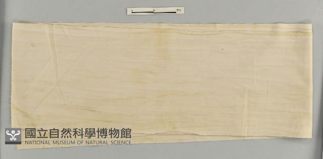 白裸腿藏品圖，第1張