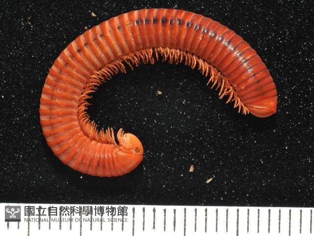 磚紅厚甲馬陸藏品圖，第1張